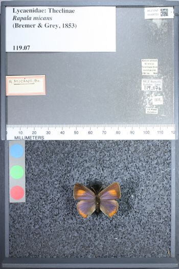 Media type: image;   Entomology 68723